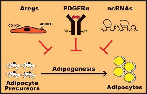 Full article: Harnessing adipogenesis to prevent obesity.